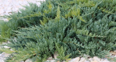 Juniper blue chip - unikátní šupinatá ephedra